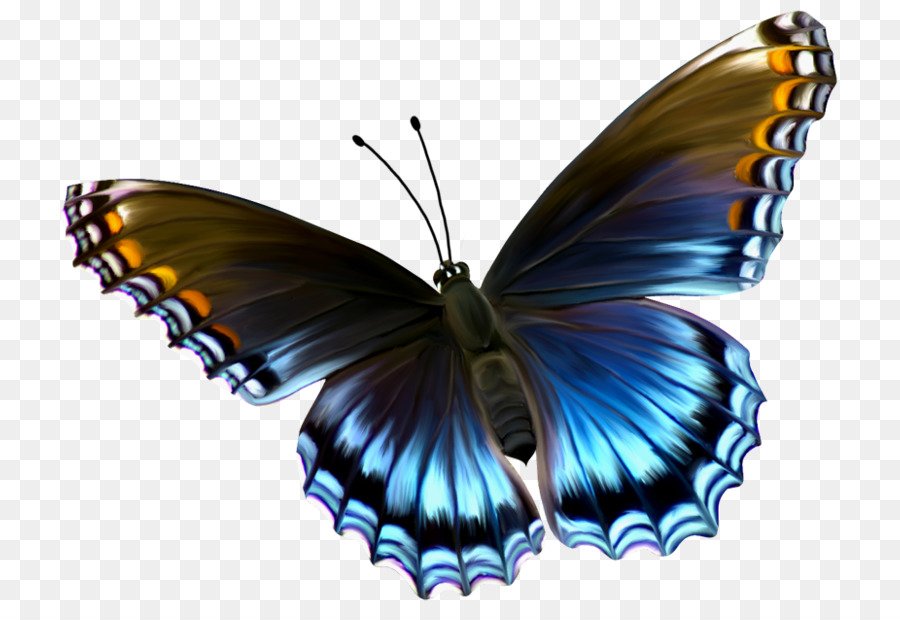 Glasswing farfalla Insetto Caterpillar Menelao blu morpho - farfalla