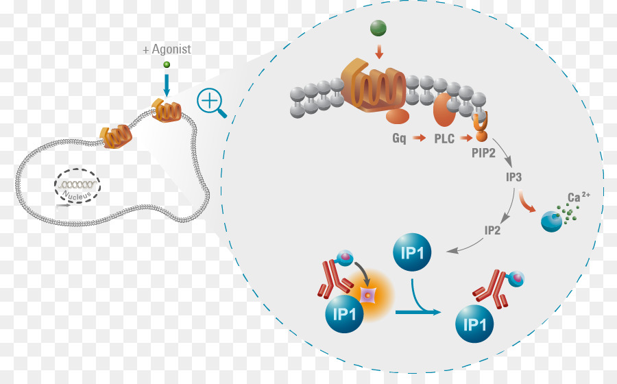 G protein–gekoppelten rezeptor - Design