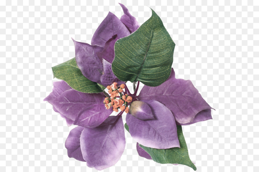 Blume Violett Lila Blattfarbe - Blume