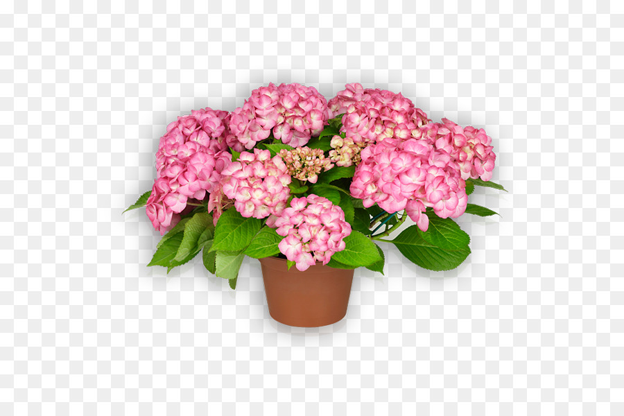 Sachsen-Französisch-hydrangea Pink Flower - Blume