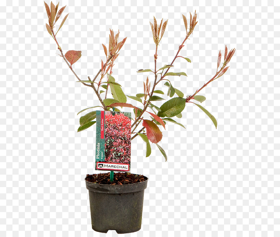 Vaso Rosso Punta Photinia Arbusto di pianta d'appartamento Giardino centro - altri