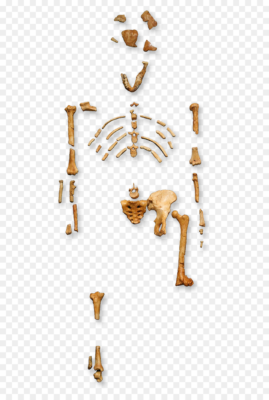 Primate di Australopithecus afarensis evoluzione Umana Lucia - Australopitecini