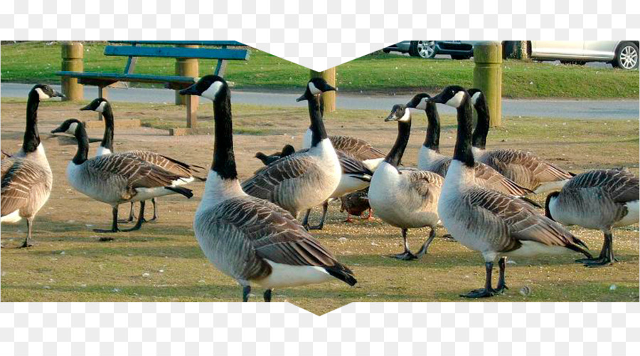 Canada Goose Duck Westerville Ohio Gänse Kontrolle - Gans