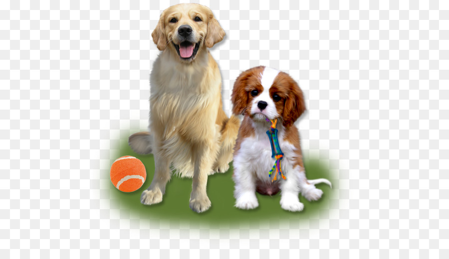Beagle Con Chó giống con chó Đồng - con chó con