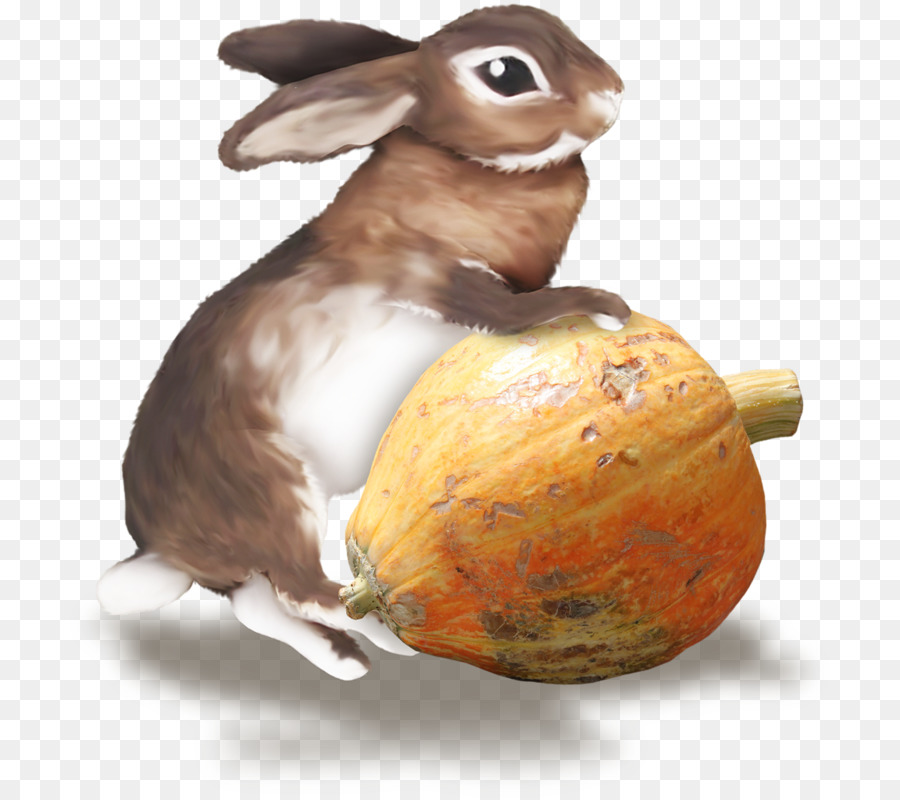 Thỏ trong nước châu Âu thỏ Hare Easter Bunny - xấu thỏ