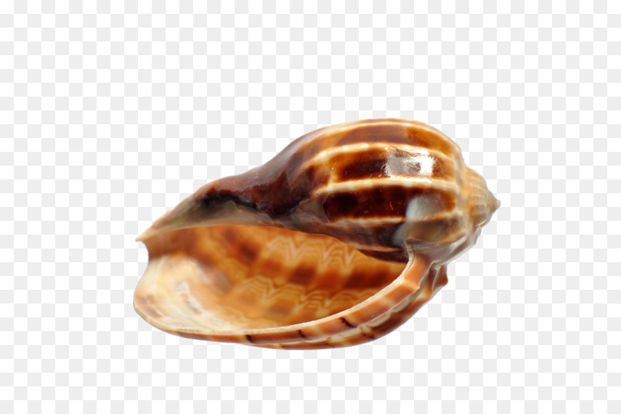 Viviparidae Viviparus viviparus Muschel - Seashell