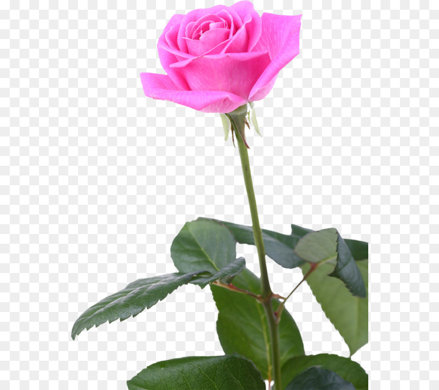 Hoa hồng trong vườn bắp Cải rose Trung hoa hồng Floribunda Vẫn còn Sống: Hoa Hồng - hoa
