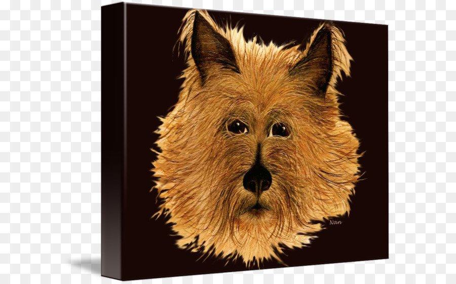 Norwich Terrier-Australian Terrier Cairn Terrier Irish Terrier Hunderasse - Australien