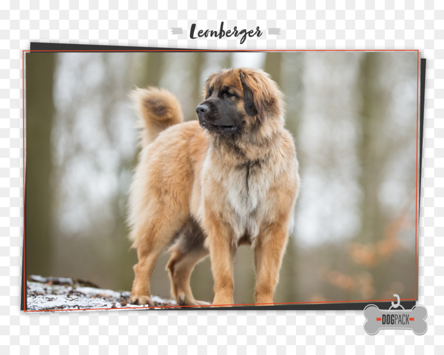 Cane di razza Leonberger Spaniel Tibetano Eurasier cane Terranova - cucciolo