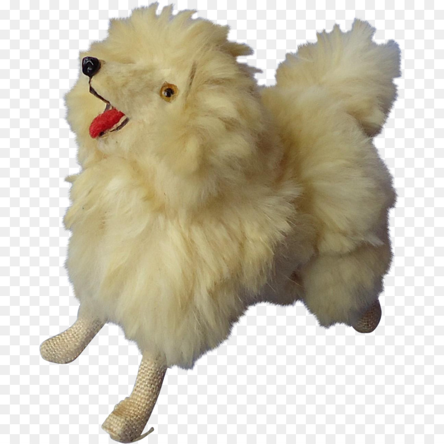 German Spitz Piccolo Pomeranian Puppy Dog breed - cucciolo
