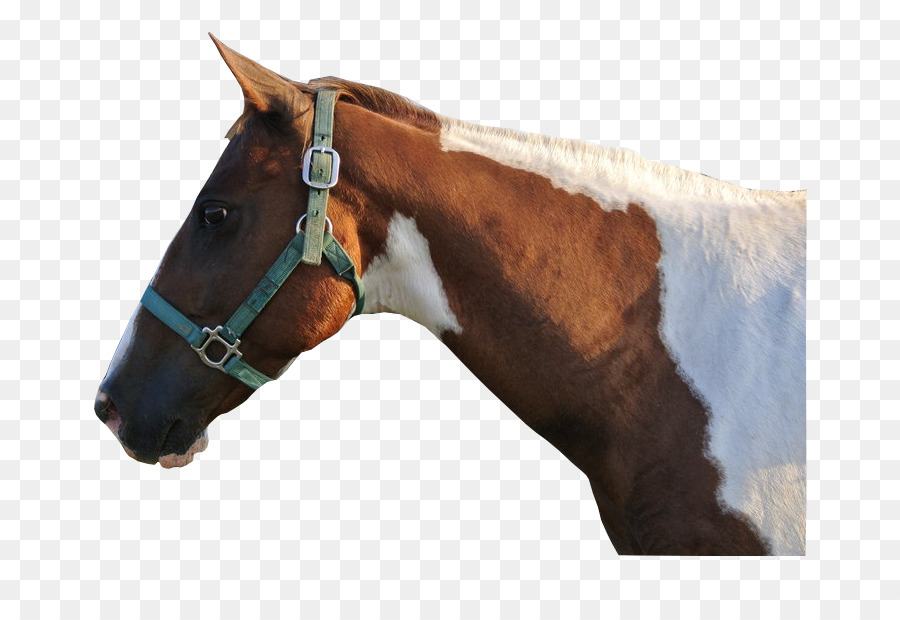 Dây Ngựa Bảo Hiểm Dây Cương Kiềm - v bucks