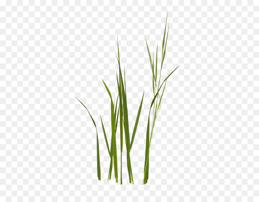 Sweet Grass Wheatgrass Merce Erbe staminali Vegetali - altri