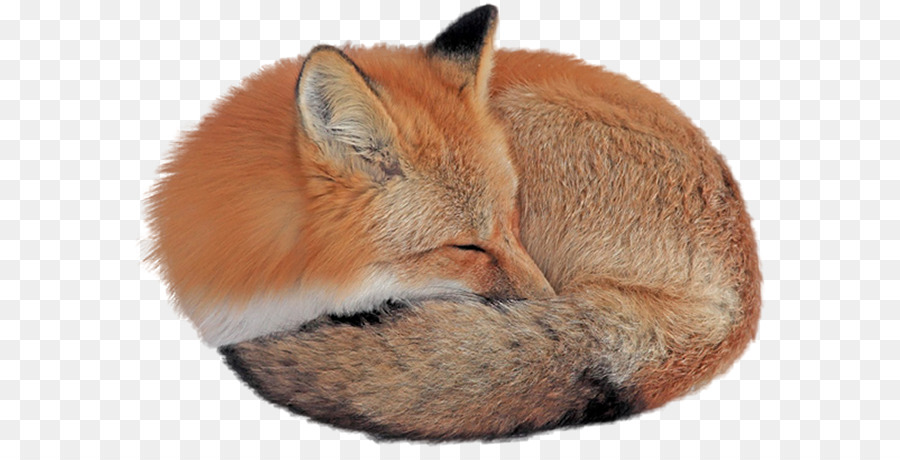 Red fox-Desktop Wallpaper Gray wolf - fox schlafen