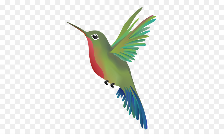 Wandern Hummingbird Massage Schnabel Papagei - summenden Vogel