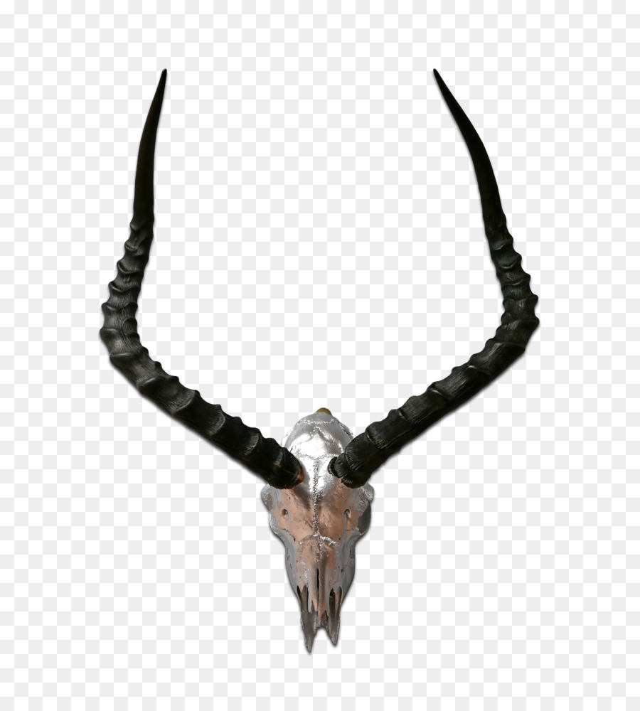 Impala Antilope Horn Springbock Wasserbock - Hirsch
