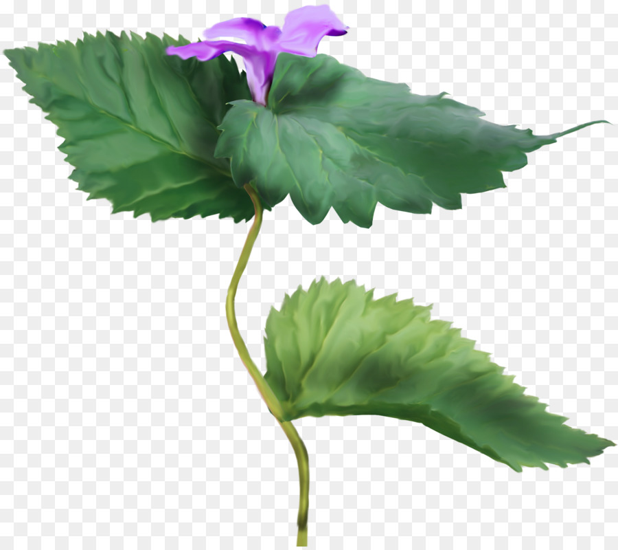 Pianta erbacea di Colore Viola Clip art - fiori viola