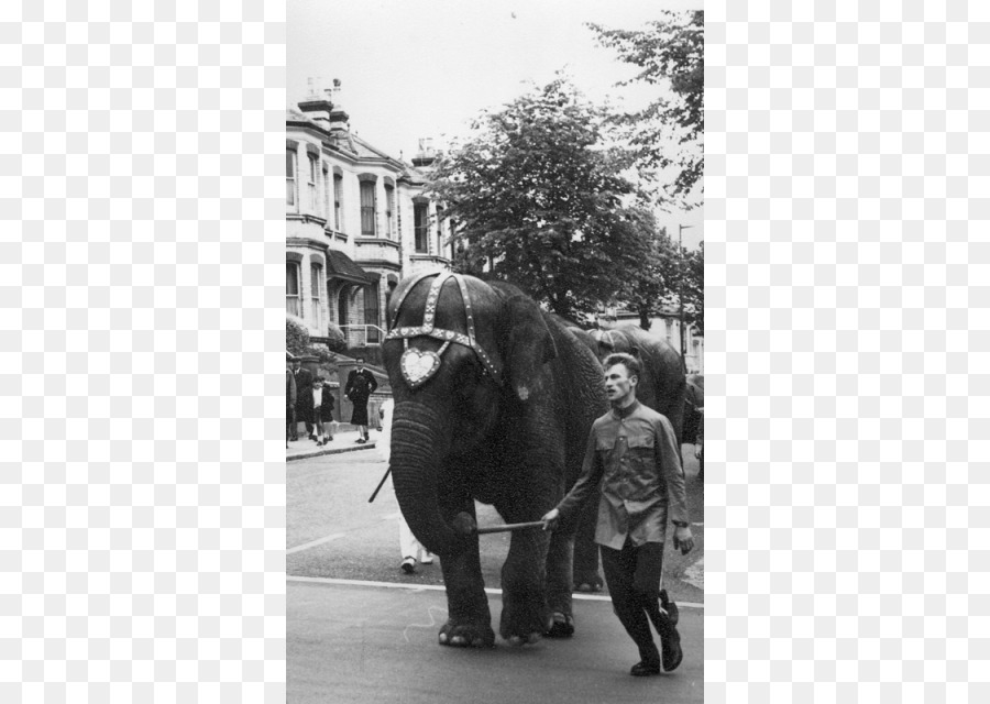 Indischer Elefant afrikanischer Elefant Pferd Pack Tier Säugetier - alte Straße