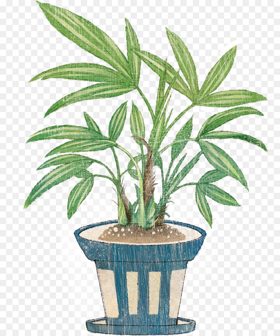 Arecaceae Zimmerpflanze Topf Strauch - Anlage