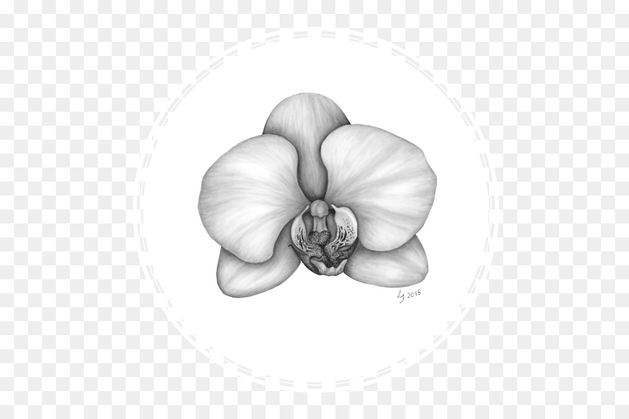 Bianco, Fioritura, pianta - orchidea