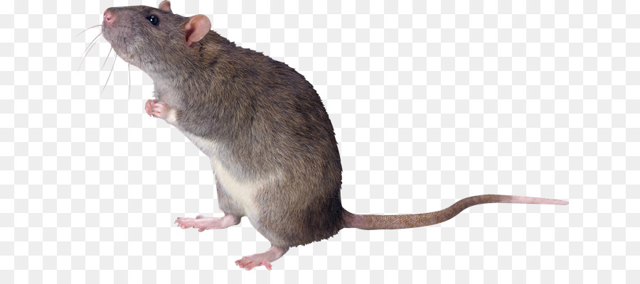 Mouse Gatto, Roditore Gerbillo Fancy rat - raton