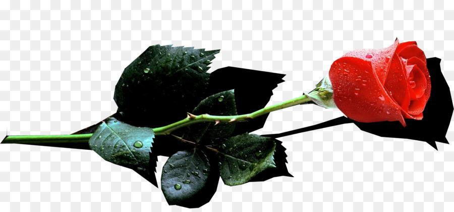 Garten Rosen Lassen den Reihen der Abergläubischen und Feige Schnittblumen Bud - Rose