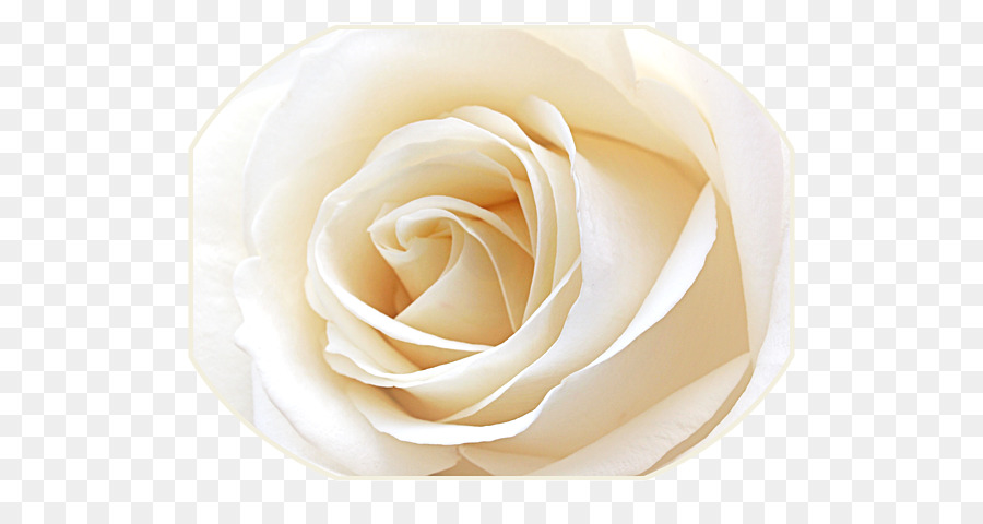 Le rose da giardino di Cavolo rosa di Petali di fiori recisi - Fatturazione