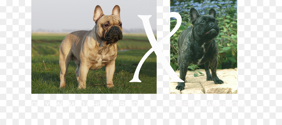 Bulldog francese Cucciolo di Cane di razza Golden Retriever - piano grumo