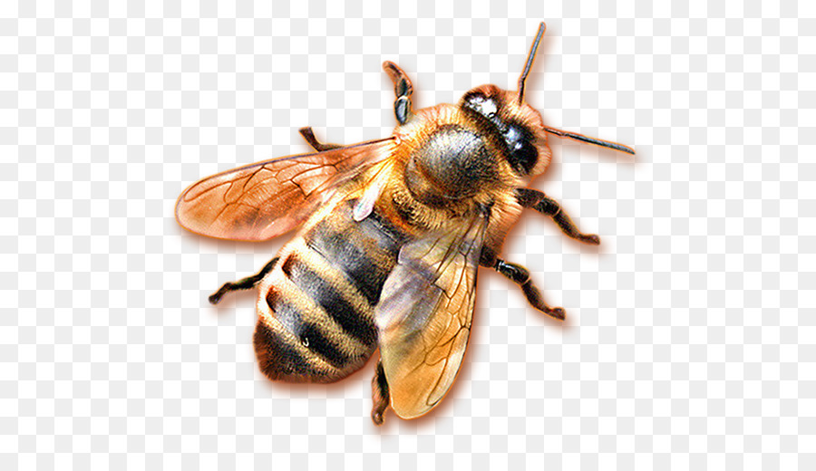 Honey bee Hornet a nido d'ape - via láctea