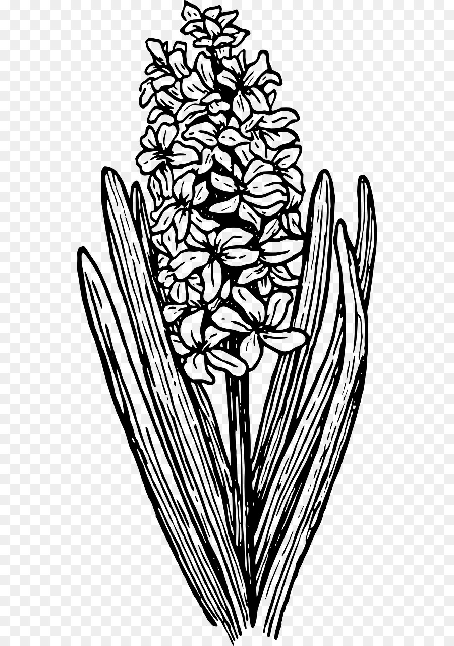 Giacinto Clip art - botanica fiore
