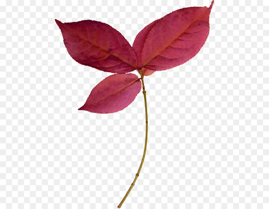 Cành Cây, Lá gốc Cánh hoa đỏ Tươi - lá