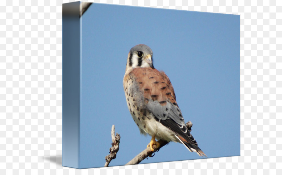 Fringuelli Hawk Fauna Di Falco A Becco - falco
