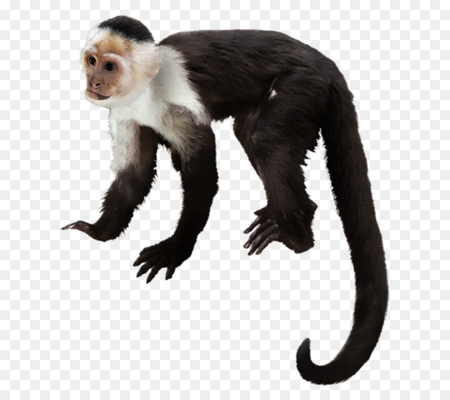 Kapuziner-Affen Primaten Gorilla, White-headed capuchin Schimpanse - Gorilla