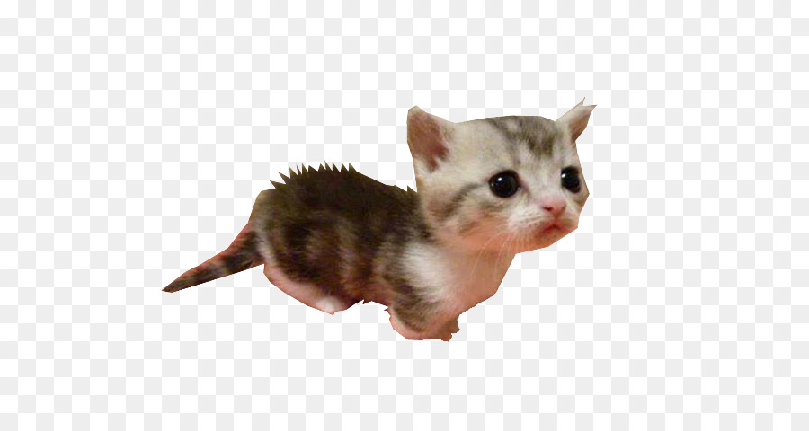Gattino Piccolo gatto American Wirehair Baffi Domestico gatto pelo corto - il gattino spaventato