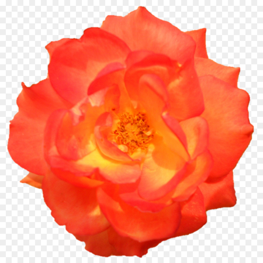 Le rose da giardino di Cavolo rosa Floribunda la cucina Cinese ha Tagliato i fiori - peonia