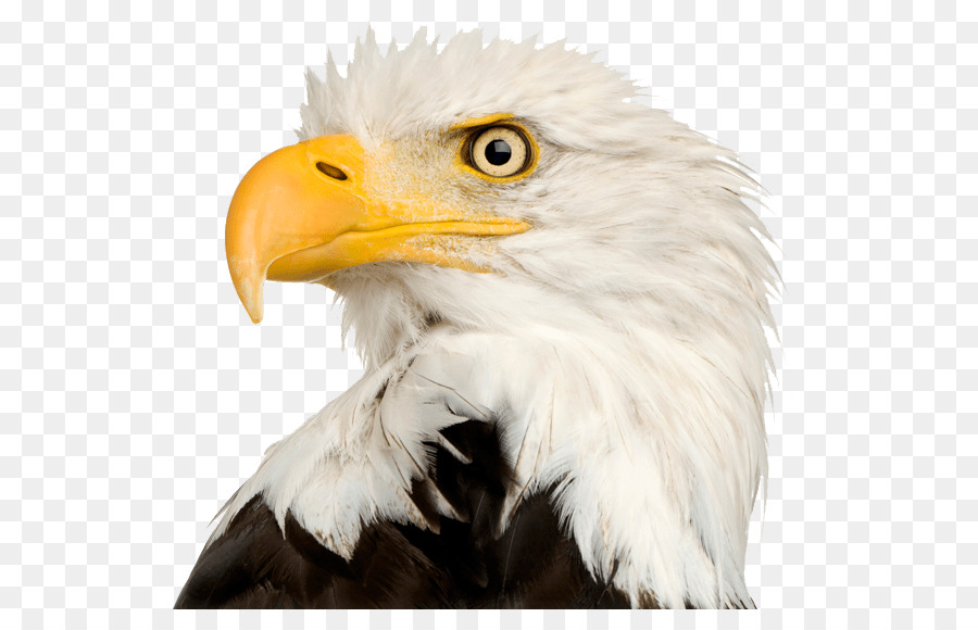 Bald Eagle clipart - Adler