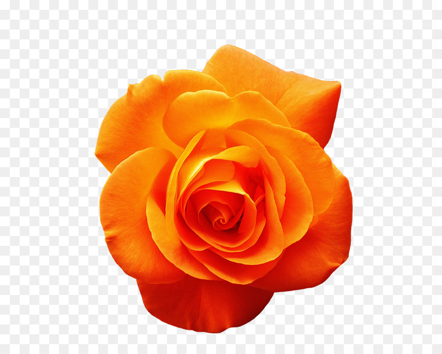 Garten Rosen Orange Blume Rot - Rose