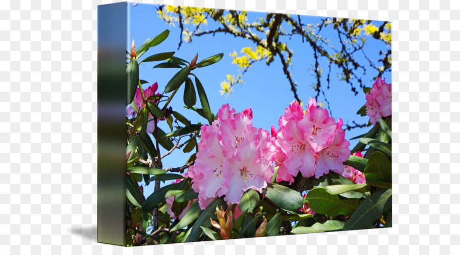 Azalea Cherry blossom Pink-M-ST.AU.150 MIN.V.UNC.NR AD - rosa Blume, Aquarell