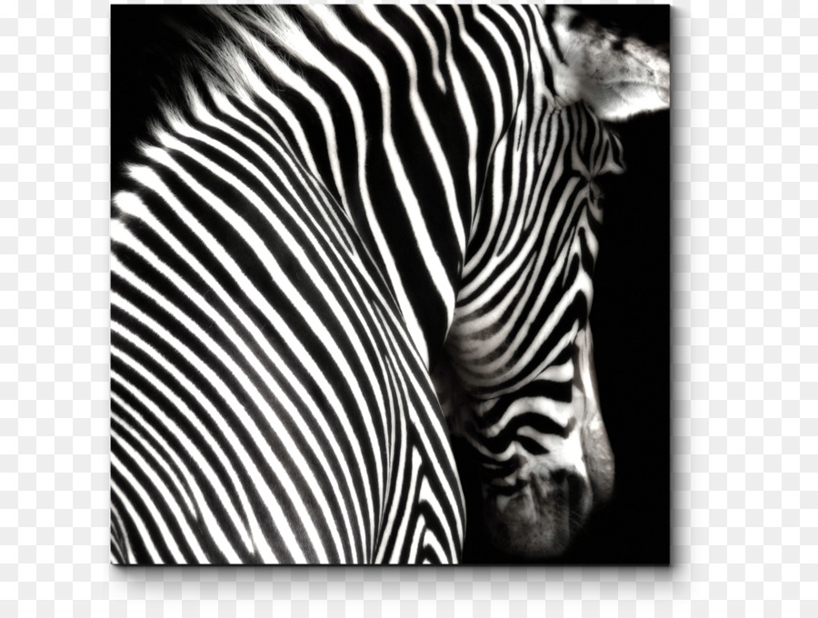 Schwarz und weiß Zebra Malerei Fotografie - Zebra