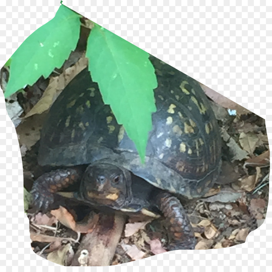 Box tartarughe Comune di snapping turtle Tartaruga Terrestre animale - tartaruga