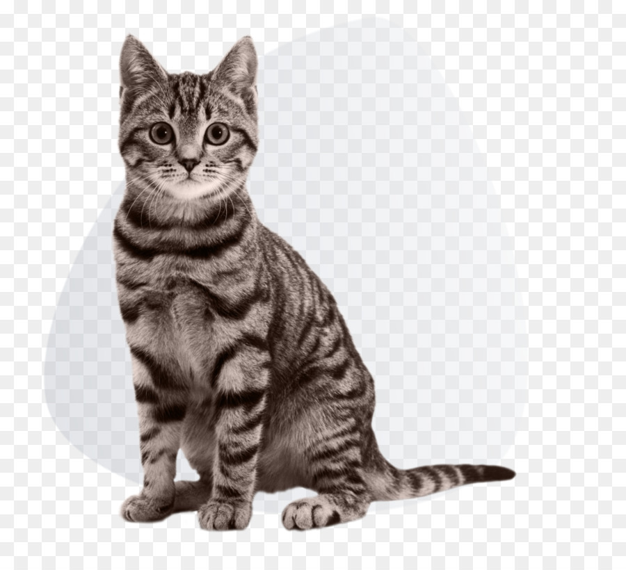 Katzenstreu Tabletts Hund Kätzchen Pet carrier - Katze