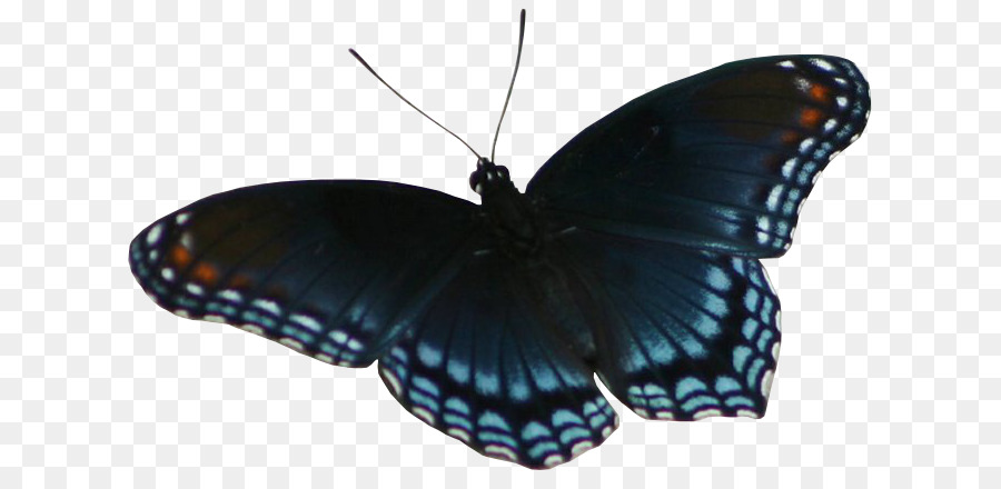 Pinsel-footed Schmetterlinge Pieridae Gossamer-winged Schmetterlinge, Schmetterling, Falter - gesichtet
