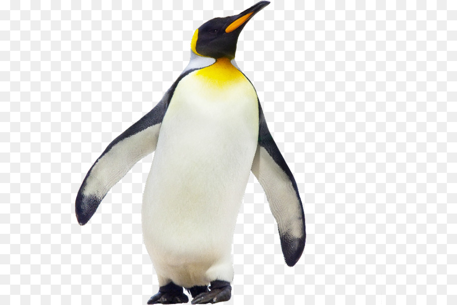 Pinguin-Küken Les Manchots Empereurs Vogel - big Pinguin