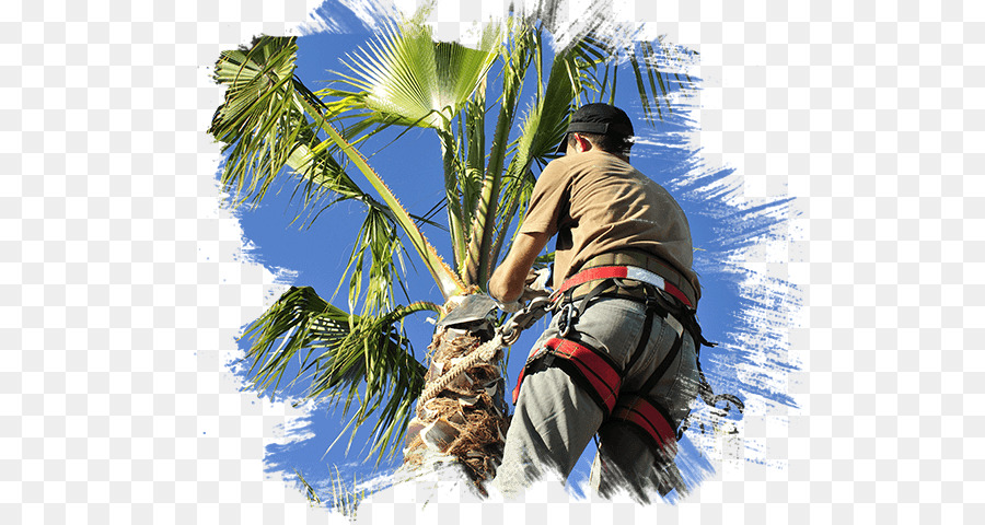 Beschneiden Arecaceae Las Vegas Baum-Abbau-Profis die Baumpflege - Baum trimmer