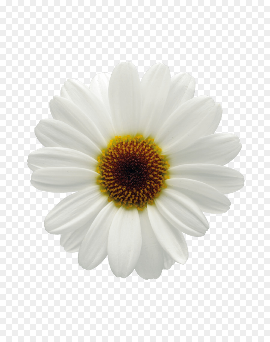 Gemeinsame daisy Marguerite Gänseblümchen Margerite daisy Chrysantheme Blume - Chrysantheme