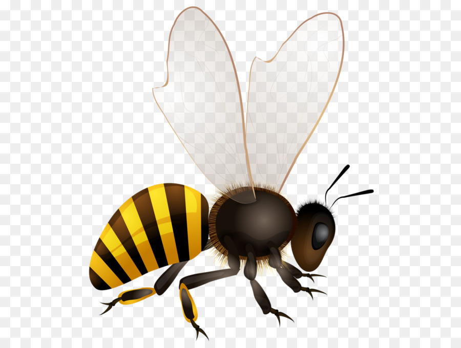 Honig Biene Insekt - Biene