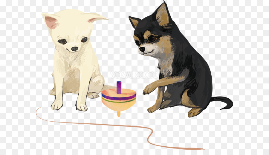 Chihuahua Cucciolo di Cane di razza Baffi di Gatto - cucciolo