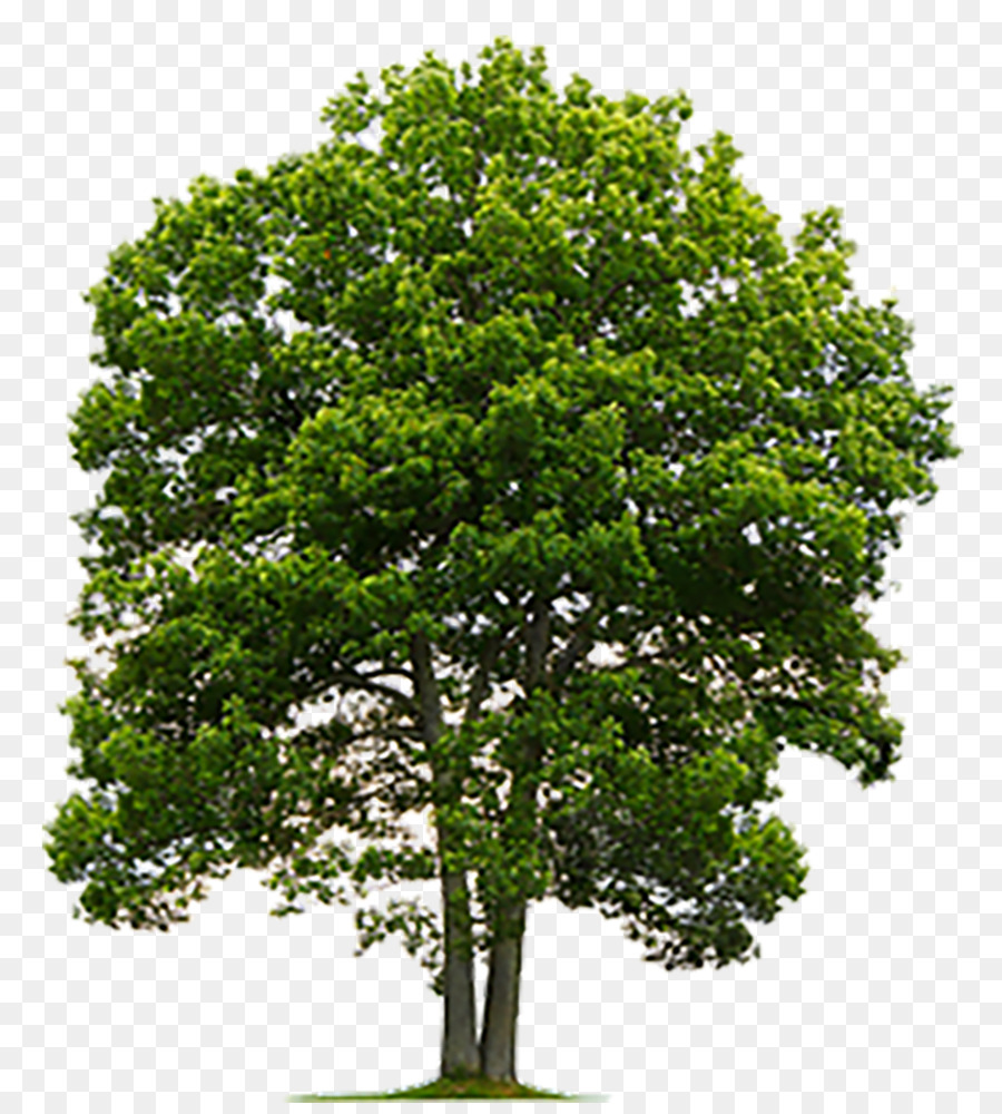Albero di fotografia di Stock, quercia inglese Clip art - albero