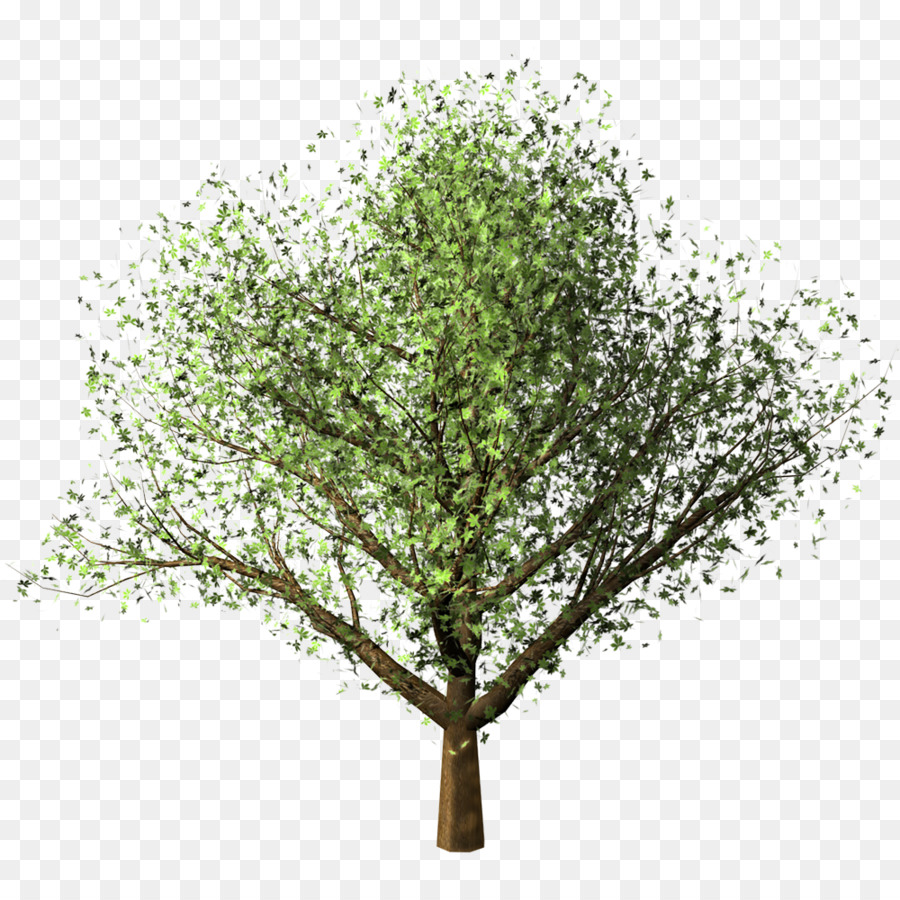 Clipping Pfad Ahorn Birke - Baum