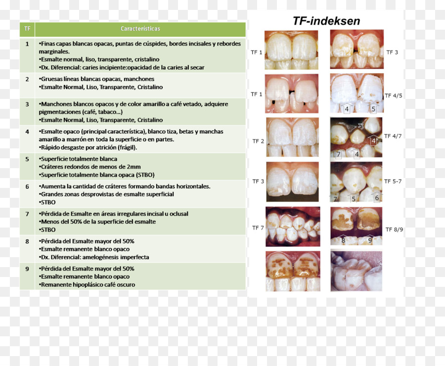 Werbung Dental-Fluorose Zahnmedizin Broschüre - index