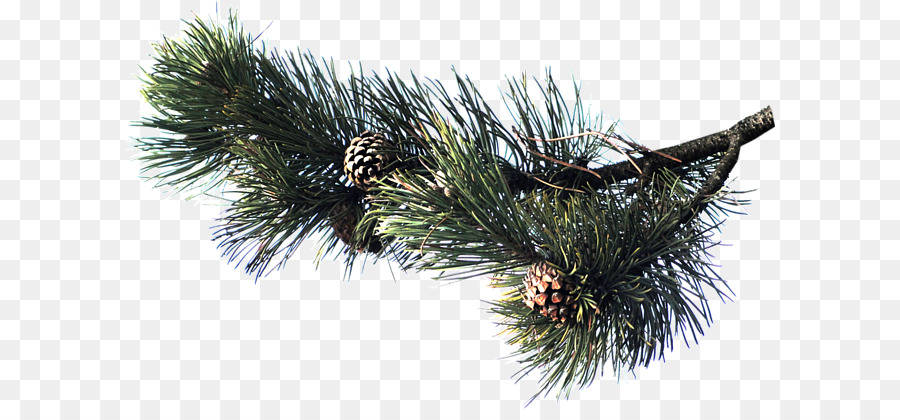 Thông Sam Cây Thông lá kim nón - fir chi nhánh